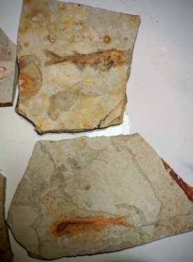 古生物化石狼鳍鱼标本原石观赏石科普教学收藏奇石原版原色