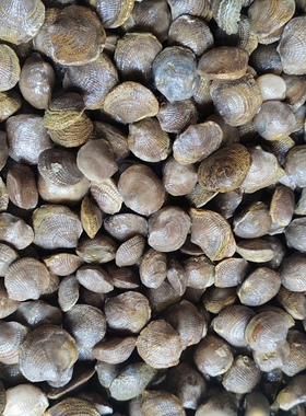 古生物化石无洞贝原石教学科普收藏教材天然奇石