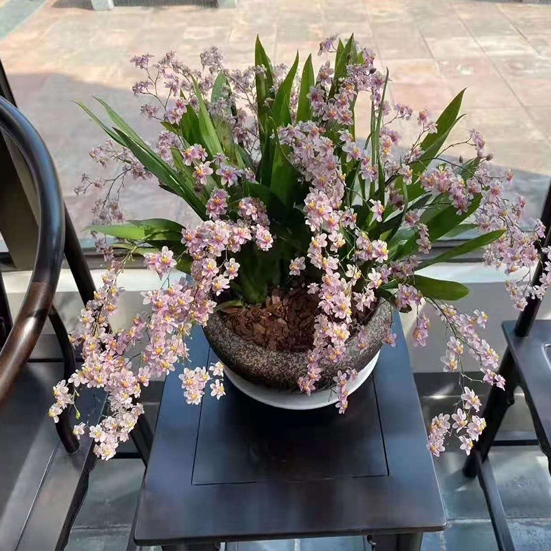海南盆景树香兰的介绍,海南香兰树结果吗,海南香兰树桩盆景图片(第11页)_大山谷图库