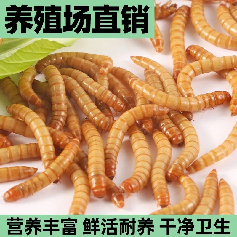 螳螂食物鲜活面包虫蟋蟀蛐蛐高蛋白营养黄粉零食爬宠鸣虫专用饲料,淘宝优惠券,粉丝福利购,淘宝优惠卷