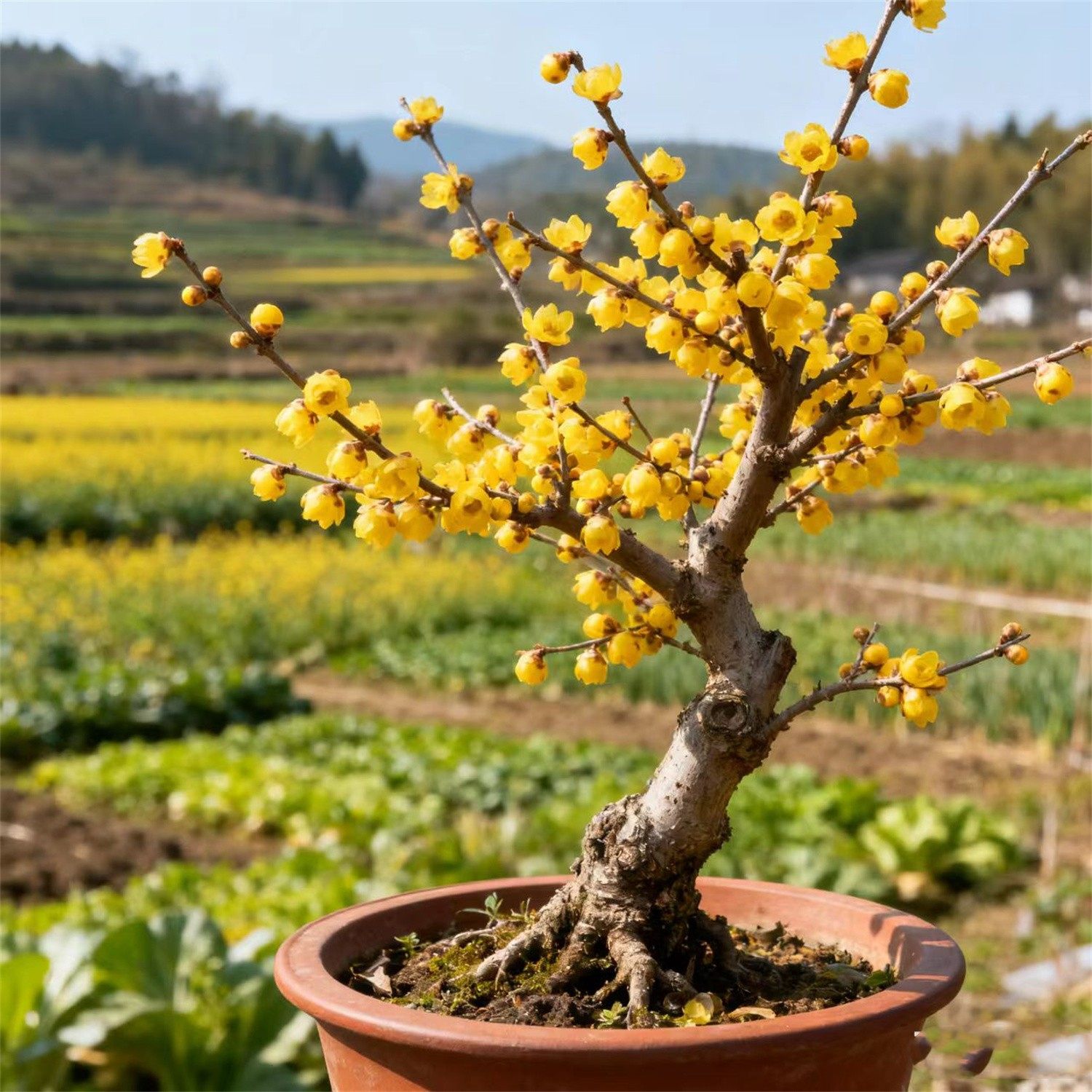 原生蜡梅花树丛生苗浓香耐寒老桩盆景素心蜡梅盆栽嫁接矮化腊梅花,淘宝优惠券,粉丝福利购,淘宝优惠卷