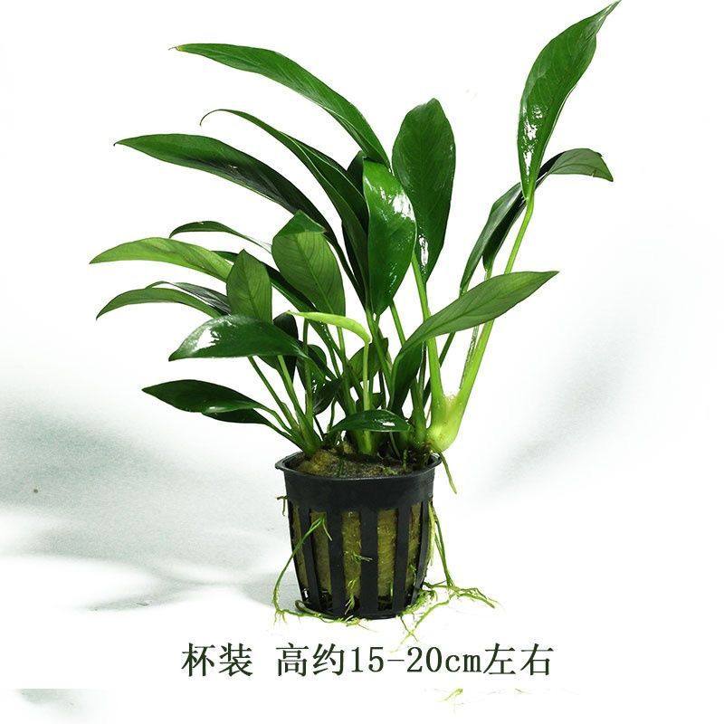 丹麦尖叶榕水草鱼缸造景装饰净化水质阴性懒人水榕燕尾水草,淘宝优惠券,粉丝福利购,淘宝优惠卷