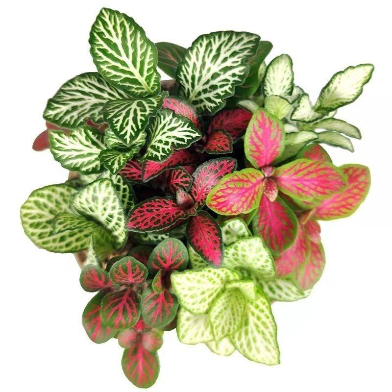 单株网纹草迷你微景观水陆缸diy盆栽造室内迷你绿植小型花卉桌面,淘宝优惠券,粉丝福利购,淘宝优惠卷