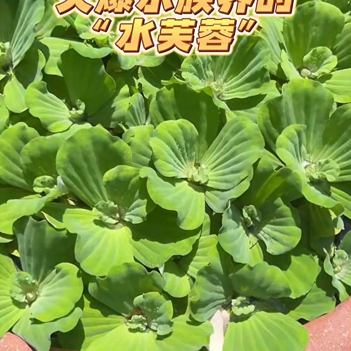 水芙蓉水生植物净化水质造景鱼缸养鱼养虾水培水草懒人浮萍,淘宝优惠券,粉丝福利购,淘宝优惠卷