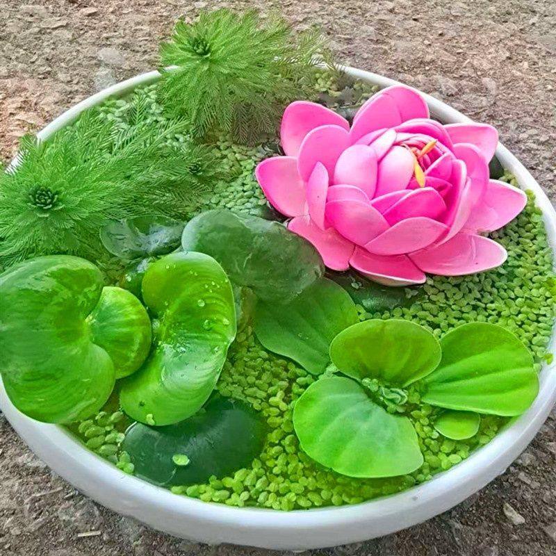 水草浮萍水葫芦水芙蓉狐尾草水生植物花卉鱼虾蟹龟缸池塘造景四季,淘宝优惠券,粉丝福利购,淘宝优惠卷