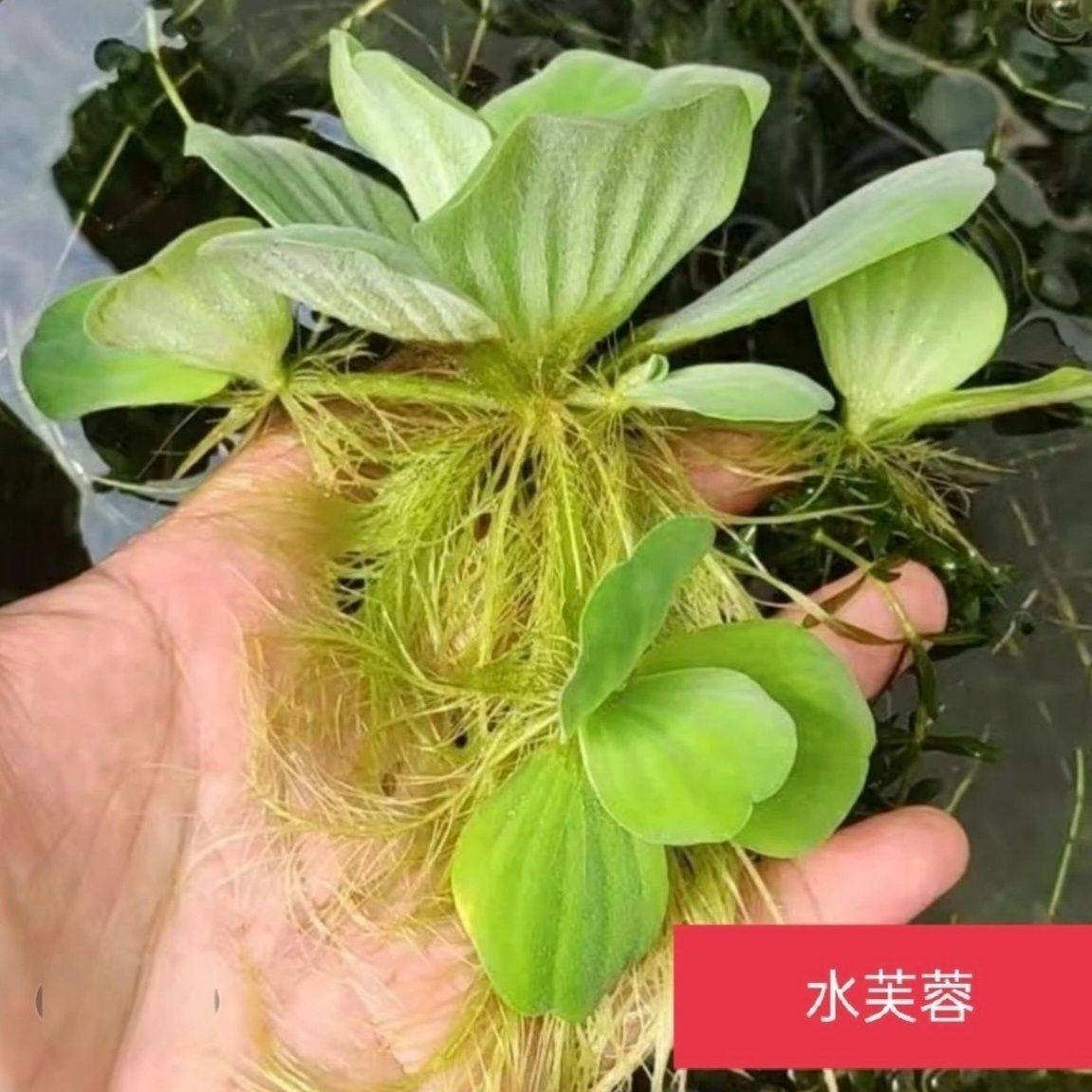 水芙蓉水生植物净化水质造景鱼缸养鱼养虾水培水草懒人浮萍,淘宝优惠券,粉丝福利购,淘宝优惠卷
