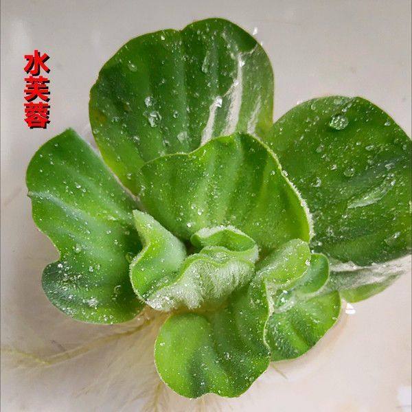 水葫芦水芙蓉水草水生植物白菜大漂养鱼虾龟饲料水培鱼池净化,淘宝优惠券,粉丝福利购,淘宝优惠卷