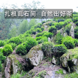 2026新茶现货和平茶紫阳富硒茶产区特级绿茶高山云雾绿茶浓香1斤