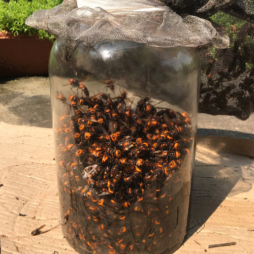 老虎蜂地洞蜂金环大虎头蜂活蜂现泡视频马蜂胡蜂赛红娘大黑蜂包邮 - 图2