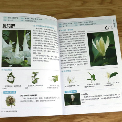 209种常见花草图鉴/家庭种花养花鉴赏图鉴认识常见花草植物花卉书籍花草时光一花一世界一草一天堂身边花草树木速查图鉴 - 图2