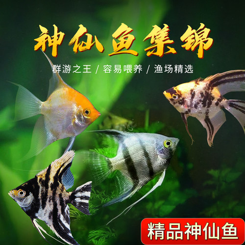 神仙鱼活体观赏鱼神仙鱼燕鱼热带鱼秘鲁神仙红头三色黑神仙小花仙 - 图0