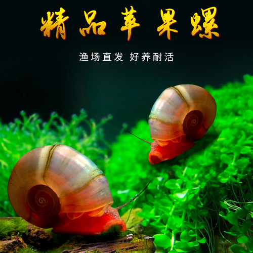 苹果螺羊角螺观赏螺除藻除苔易繁殖生态瓶装饰易爆缸宠物活体繁殖 - 图0