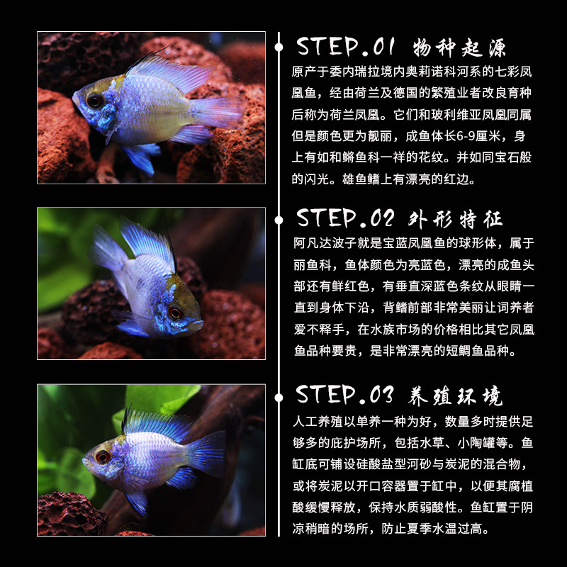 蓝波子金波子宝蓝球荷兰凤凰球阿凡达波子短鲷观赏鱼热带鱼灯科鱼,淘宝优惠券,粉丝福利购,淘宝优惠卷