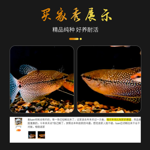 黄曼龙鱼蓝曼龙五彩丽丽鱼黄金马甲球珍珠马甲鱼热带鱼观赏活体鱼 - 图1