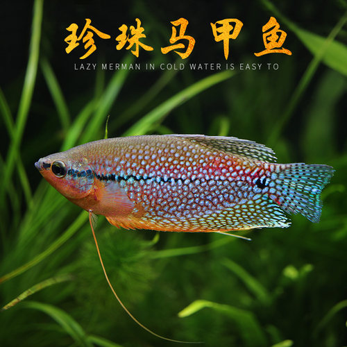 黄曼龙鱼蓝曼龙五彩丽丽鱼黄金马甲球珍珠马甲鱼热带鱼观赏活体鱼 - 图0