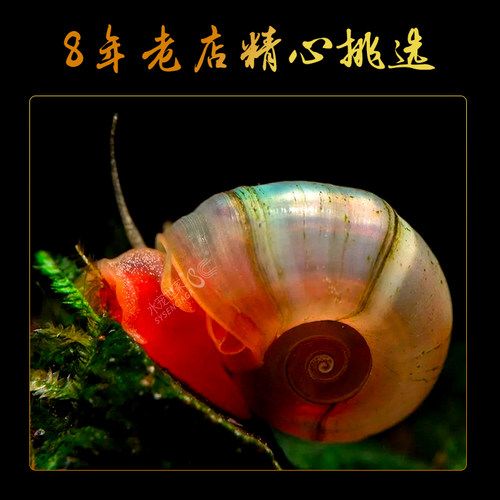 苹果螺羊角螺观赏螺除藻除苔易繁殖生态瓶装饰易爆缸宠物活体繁殖 - 图2