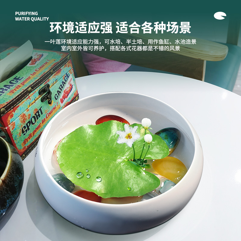 一叶莲浮萍鱼缸水草水培植物碗莲水生植物花卉室内阳台四季开花 - 图1