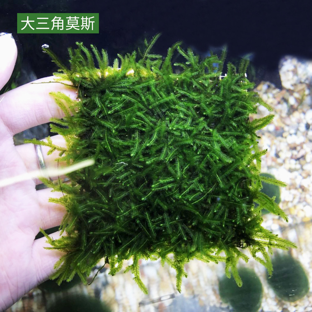 三角莫斯水草活体淡水松茸火焰垂泪莫斯前景草沉木水草造景装饰 原始部落生态瓶 淘优券