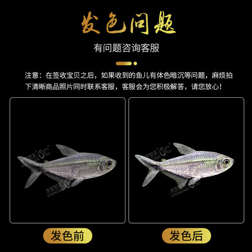 黑尾大勾群游鱼草缸热带观赏鱼红绿灯小淡水天使红大勾扯旗灯科鱼 - 图2