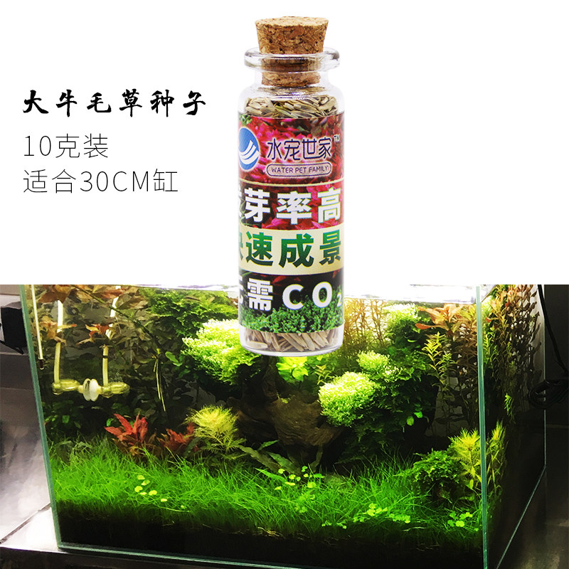 鱼缸造景装饰懒人水草种子前景迷你爱情草造景真水草小对叶牛毛草 原始部落生态瓶 淘优券