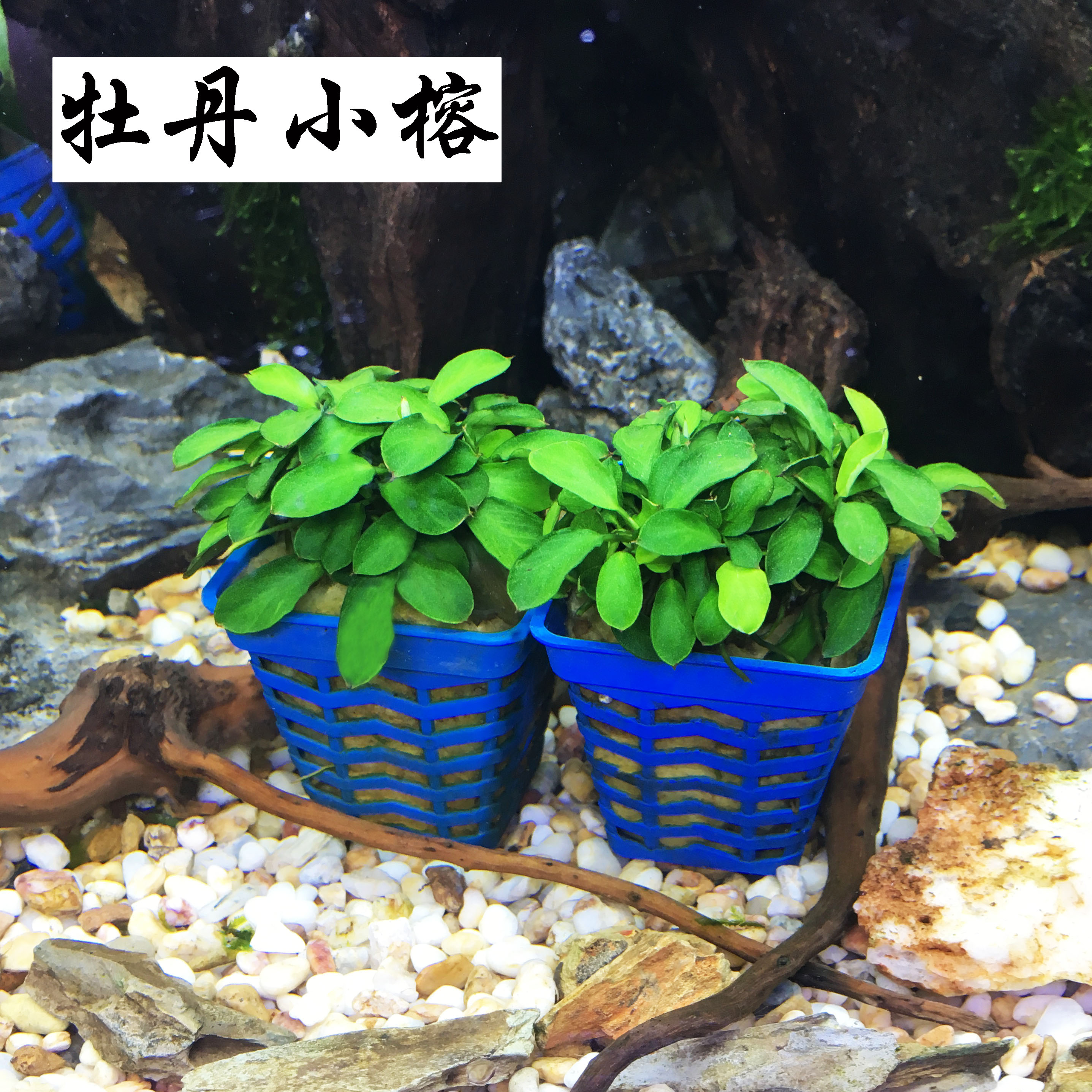 火山石水草鱼缸懒人水草植物蜈蚣真草阴性造景装饰净化水质增氧 - 图2