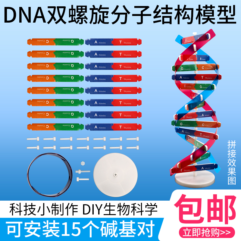 学生用DNA分子双螺旋结构模型CGAT碱基对手工DIY小制作遗传基因小学科学初中高中生物生命科学教学仪器器材 - 图0