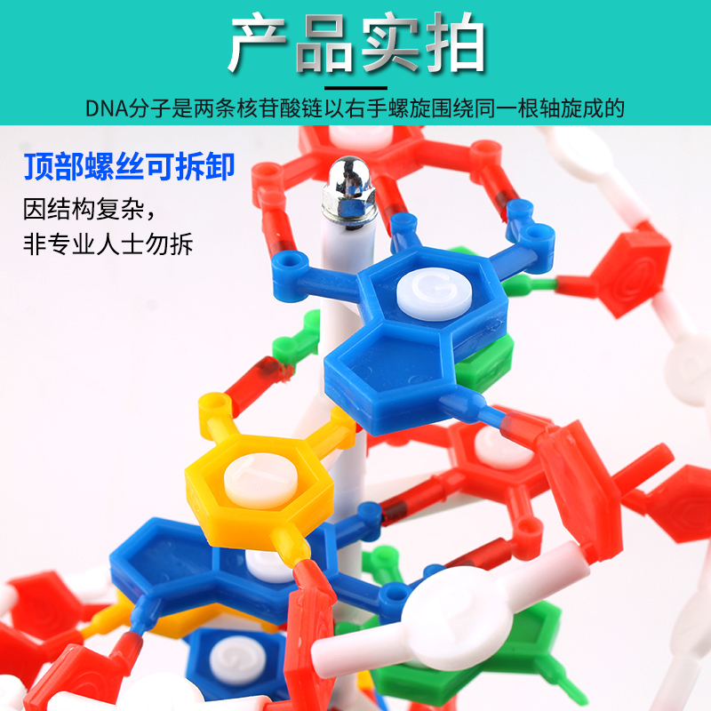 高中DNA双螺旋结构模型分子结构模型60cm大号带底座碱基对遗传基因生物科学教学仪器器材J33306脱氧核苷酸链-图1