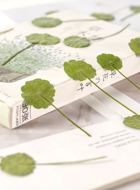 铜钱草花枝真花植物标本画材料包