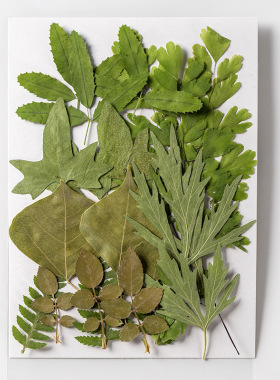 树叶植物标本幼儿园手工贴画干花