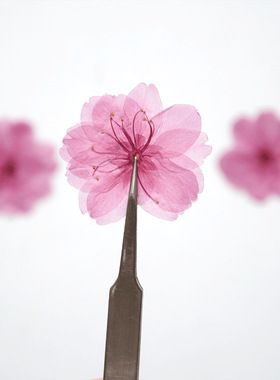 干花压押花真树叶植物标本书签