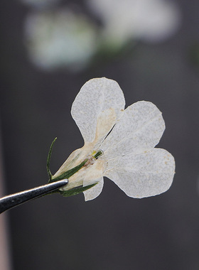 干花植物标本八倍利白色