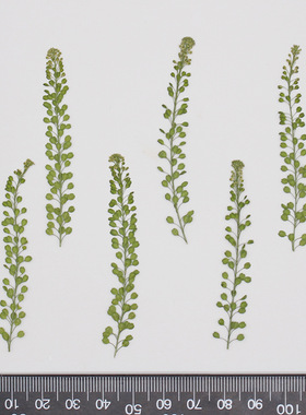 独行菜滴胶手机壳植物标本花瓣妆
