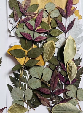 儿童手工DIY押花混合花材包