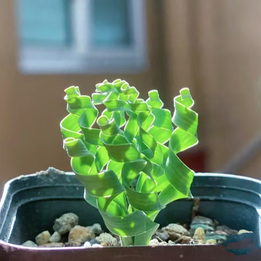 云南多肉植物宽叶弹簧草室内阳台美观净化空气盆栽精品绿植花含盆