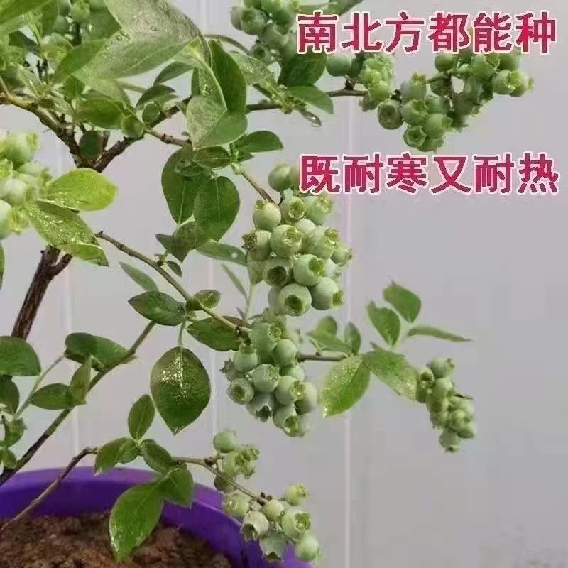 蓝莓树果苗蓝莓苗盆栽地栽果苗带花苞南方北方种植苗果树阳台树苗 - 图1