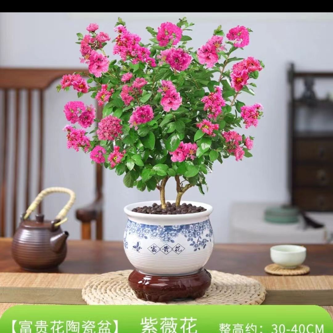 紫薇花盆栽阳台庭院花卉耐热植物美国红火箭带花苞喜庆招财绿植物 - 图0