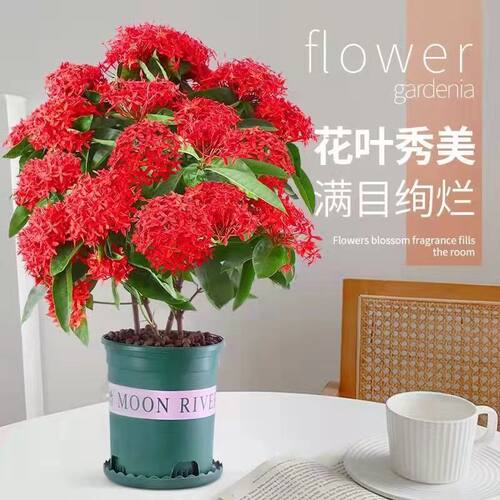 带花苞龙船花苗彩叶草盆栽绣球花庭院四季常青室内花卉好养绿植物 - 图0