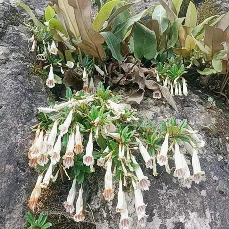 中药材生鲜吊石苣苔白棒头瓜子菜岩泽兰岩豇豆石吊兰岩头巴岩草_虎窝淘