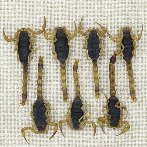蝎子干清水全虫全蝎蝎子活体中药材药用食用泡酒10克包邮冷冻保存 - 图3