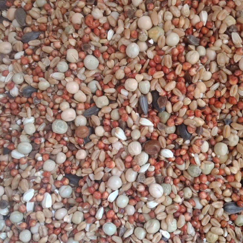 营养鸽子粮无玉米鸟食信鸽观赏鸽幼鸽赛飞专用饲料,淘宝优惠券,粉丝福利购,淘宝优惠卷