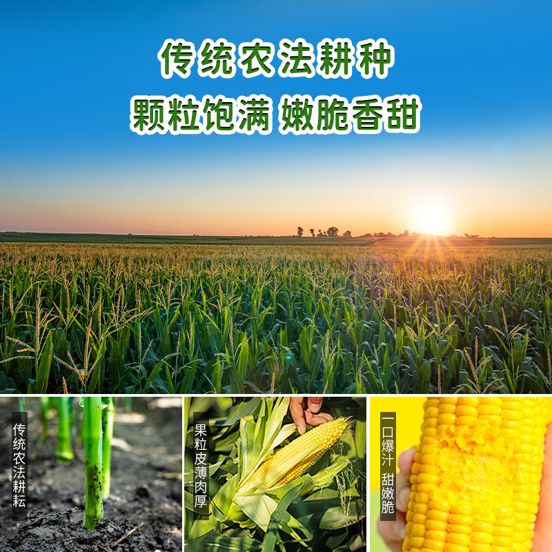 【嫩脆多汁】东北农嫂即食水果玉米段10袋甜玉米粒香嫩甜脆 - 图3