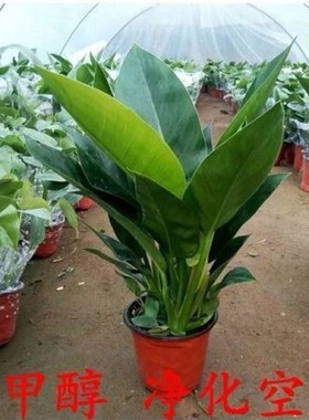 大叶金钻四季常青家庭室内花卉