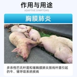 20% Флорфеникол Инъекции Ветеринария для свиней, крупного рогатого скота и овец Высокая температура Смешанный кашель и астма Инъекции Респираторная инфекция Рвотный кашель