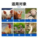 Национальная стандартная ветеринарная медицина для ветеринарного использования Абендазол Таблетки Свинья, крупный рогатый скот, овца, курица, утка, гусь, медицина дегермии, флуки, аскари, линейный ленточный червем