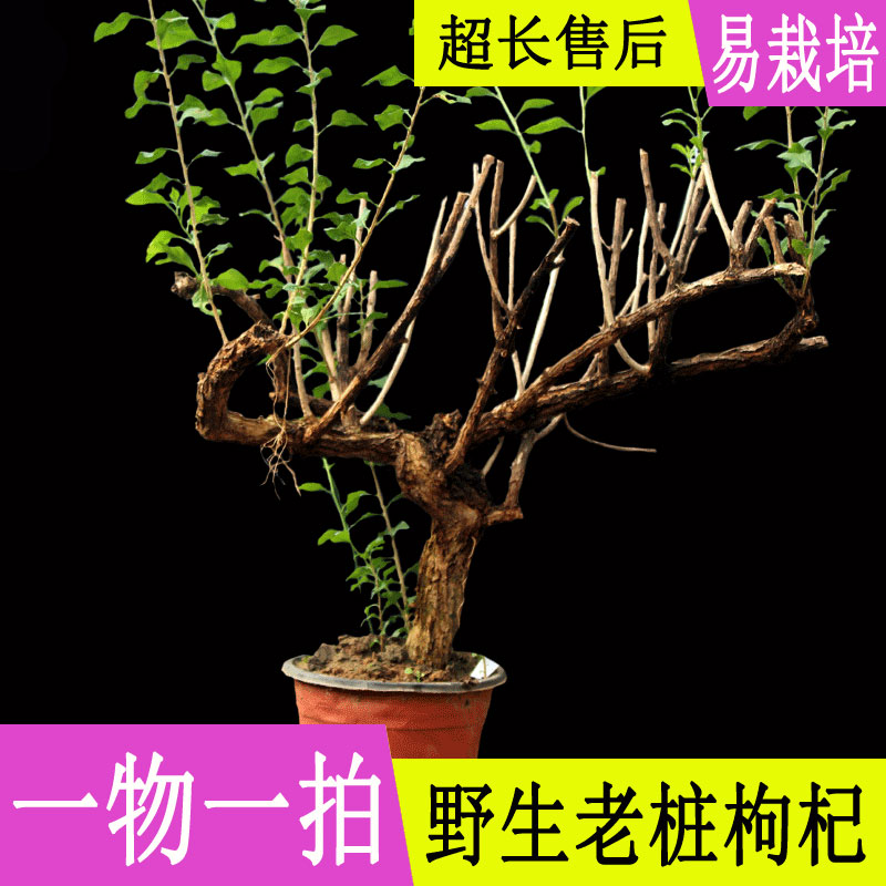 黑红枸杞树苗盆栽包邮室内造型盆景野生粗根老