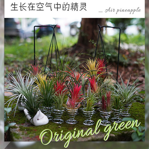 空气凤梨无土植物室内客厅桌面绿植盆栽花卉草花老人须红精灵多款 - 图0