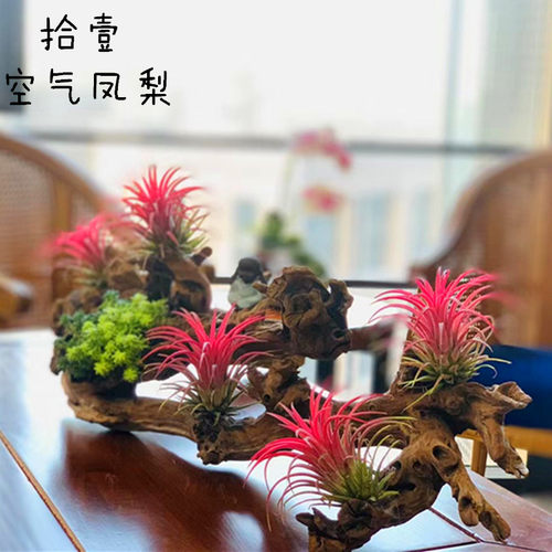 空气凤梨无土植物室内客厅桌面绿植盆栽花卉草花老人须红精灵多款 - 图1