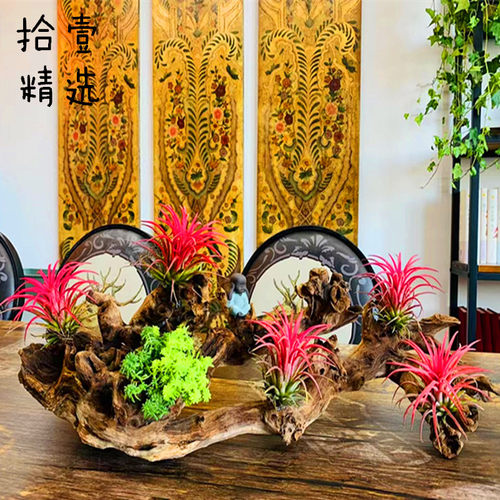空气凤梨无土植物室内客厅桌面绿植盆栽花卉草花老人须红精灵多款 - 图2