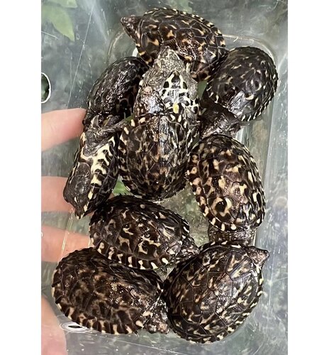 【墨西哥巨蛋】白墨龟苗鱼缸观赏龟反头纹墨蛋龟活体大型深水乌龟 - 图3
