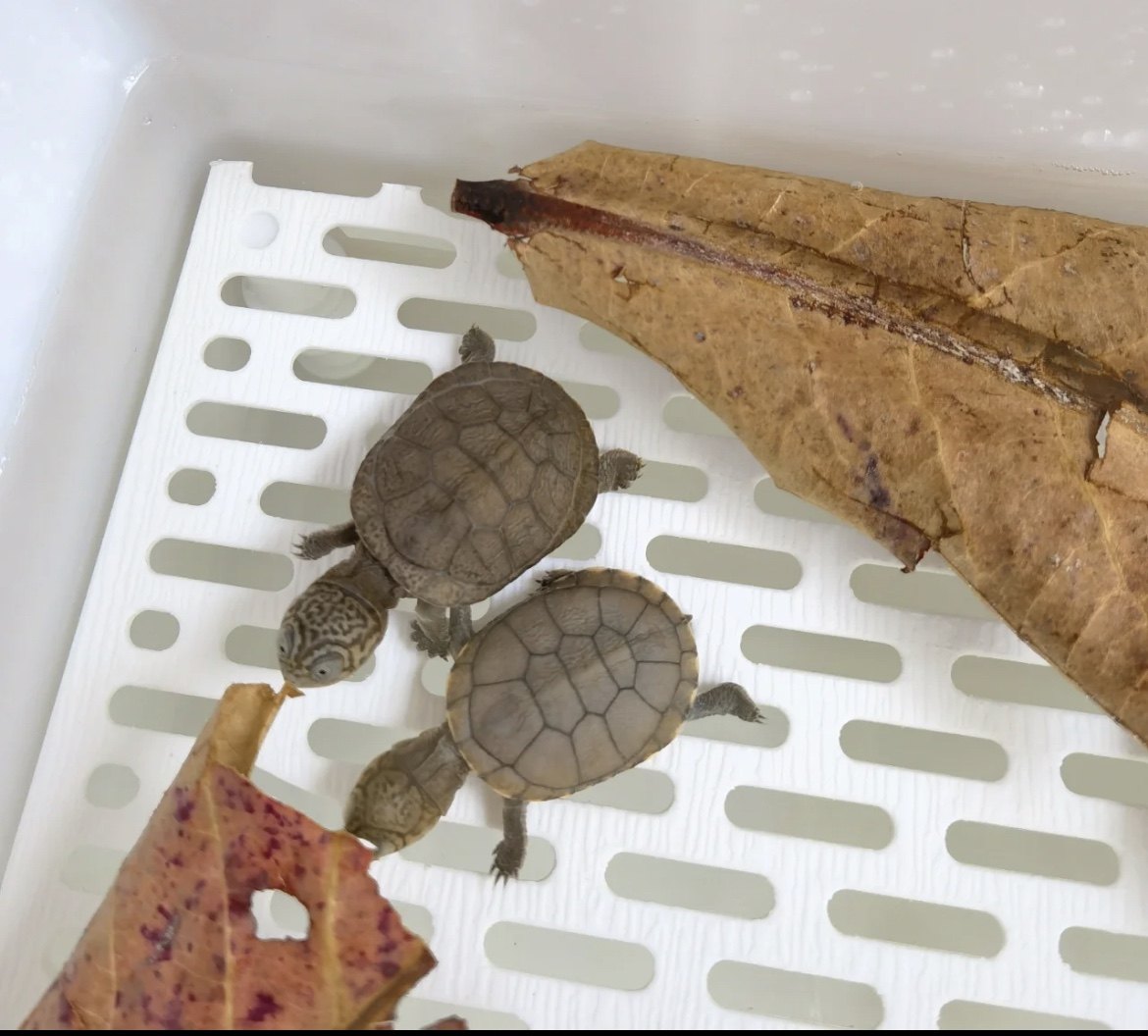 【网红仰泳龟】西非猪龟苗活体西非侧颈龟活体沼泽龟苗活体宠物龟,淘宝优惠券,粉丝福利购,淘宝优惠卷